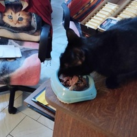 photo de livraison pour Au Bonheur des Animaux