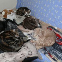 photo de livraison pour Boule de Poils
