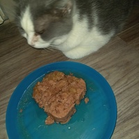 photo de livraison pour Les Pattounes de l'Espoir