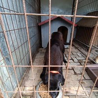 photo de livraison pour Civic Initiative Kane Korzo Skopje