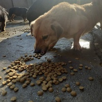 photo de livraison pour Nobody's Dog France