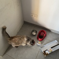 photo de livraison pour Les Chats de Condom 32