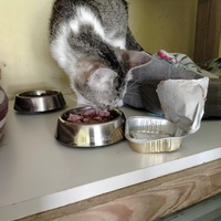 photo de livraison pour Les Chats de la Rue