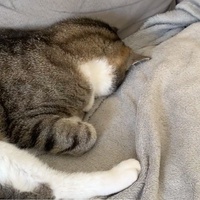 photo de livraison pour Le Chat Salonais