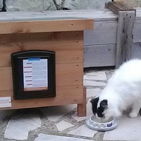 photo de livraison pour Chats libres niçois