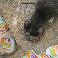 photo de livraison pour Au Bonheur des Chats Libres