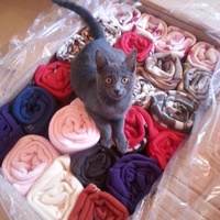 photo de livraison pour Ecole du Chat d’Arbois
