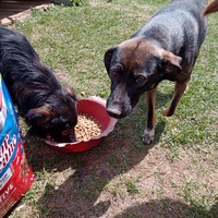 photo de livraison pour Silver Dog Srebrenica
