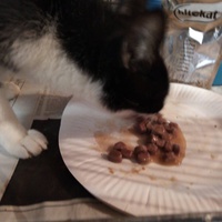 photo de livraison pour Amicale Chats