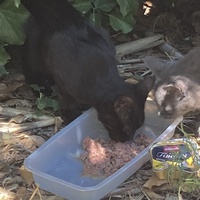 photo de livraison pour Ecole du Chat des Alpilles