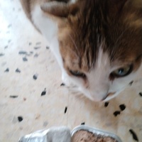 photo de livraison pour Chats Grains d'Amour