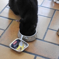 photo de livraison pour Ecole du Chat Libre de Caillerot