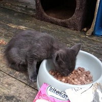 photo de livraison pour Les Aristocat's