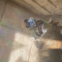 photo de livraison pour Les Chats de la Rue
