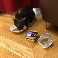 photo de livraison pour Chat d’Oc