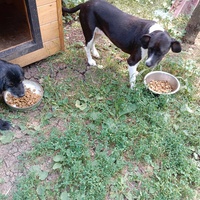 photo de livraison pour Serbian Society for the Protection of Animals - SSPA
