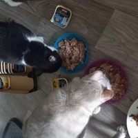 photo de livraison pour Les Pattounes de l'Espoir