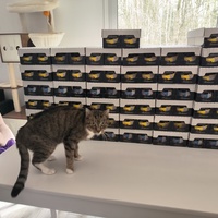 photo de livraison pour NAE-NUTTI - Les chats de la maison brûlée