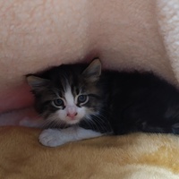 photo de livraison pour ANIMAL ATTITUDE