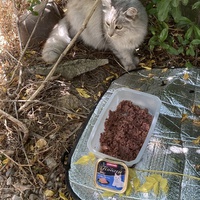 photo de livraison pour Ecole du Chat des Alpilles