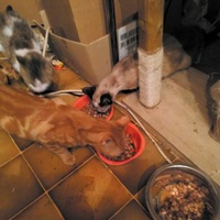 photo de livraison pour Les Chats de Pierrot