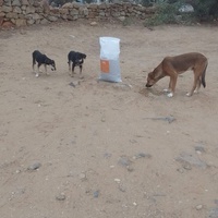 photo de livraison pour Sanctuaire de la Faune de Tanger (SFT)