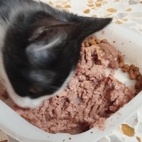 photo de livraison pour Cat Miaou