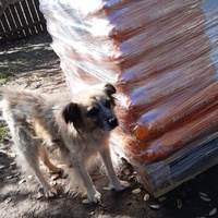 photo de livraison pour Elena Camelia Teofil