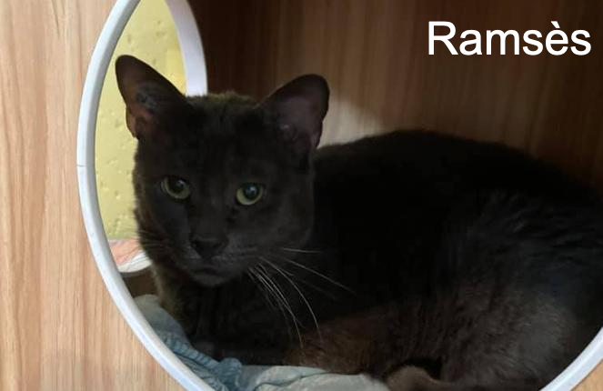 Ramses Ecole Du Chat De Poitiers Animal Webaction