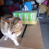photo de livraison pour Amis des Chats de Cabestany