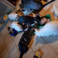 photo de livraison pour Des Cœurs pour les Pattes du 93