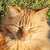 photo animal