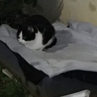 photo de livraison pour Félin Pour L’Hôte