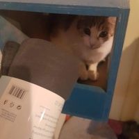 photo de livraison pour Association des Chats Camarguais