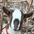 photo animal
