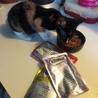 photo de livraison pour Les Chats Libres de la Canterrane