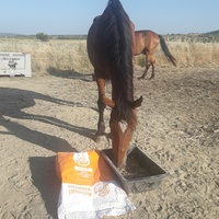 photo de livraison pour Happy Horse Day