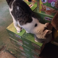 photo de livraison pour Vallée des Chats