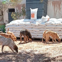 photo de livraison pour Help Adopt Moroccan Animals