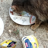 photo de livraison pour Les chats libres de Caro