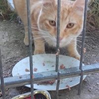 photo de livraison pour Les Chats-Pitresdelavi-Ste