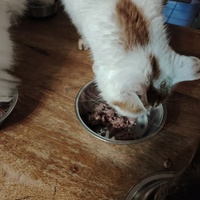 photo de livraison pour Patounes de Chats