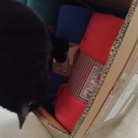 photo de livraison pour Chat Ami pour la Vie