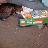 photo de livraison pour Les Ch'Avionnais