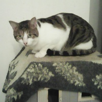 photo de livraison pour Adoption Féline Estuaire