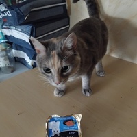 photo de livraison pour Chiens, Chats et Cie