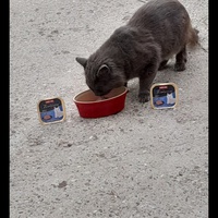 photo de livraison pour Stérilcat 80