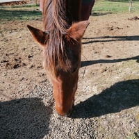 photo de livraison pour De la Main à la Patte