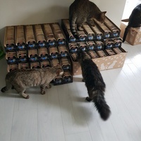 photo de livraison pour La Vraie Magie des Chats