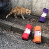 photo de livraison pour Les Chats Libres de la Canterrane